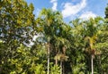 Palm trees growing in Gondwana rainforest