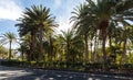 Palm trees growing in a park in Maspalomas, Gran Canaria in Spain. Road in front. Royalty Free Stock Photo