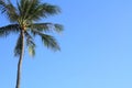 Palm trees in Guam Royalty Free Stock Photo