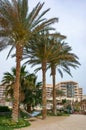 Palm trees and a hammock for tourists to relax near the hotel on the Red Sea Royalty Free Stock Photo