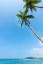 Palm trees hang over tropical ocean