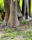 Palm trees have an awesome fibrous root system