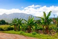 Palm trees in Hawaii with mountains in background Royalty Free Stock Photo