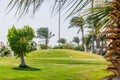 Palm trees on the hills of the golf course Royalty Free Stock Photo