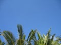 Palm Trees on Horizon