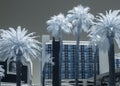 Palm Trees And Architecture, Las Vegas Strip, Infrared