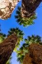 Palm trees in the Indian Canyons