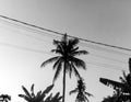 Palm trees in indonesiaBlack and white