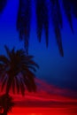 Palm trees on island Mallorca beach. Photo for travel and vacation on a tropical beach concept.