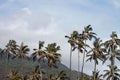 Palm trees isolated during the summer