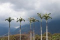 Palm trees isolated during the summer