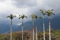 Palm trees isolated during the summer