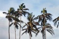 Palm trees isolated during the summer