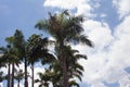 Palm trees isolated during the summer