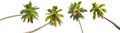 Palm Trees Isolated