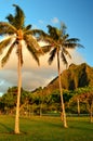 Palm trees and jagged mountains