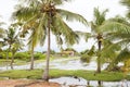 Palm trees at Kakativu, Kalpitiya