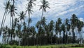 Palm trees in Kapaa in Kauai Royalty Free Stock Photo