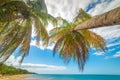 Palm trees in La Perle beach in Guadeloupe