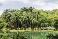 Palm Trees and Lake