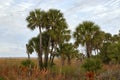 Volusia County Palms