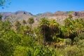 Palm trees landscape. In the midst of nature. Gran Canaria Island. Royalty Free Stock Photo