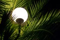 Palm trees and lantern at night. Green palm trees illuminated by a lantern