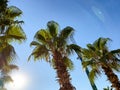 Palm trees with large green leaves against the blue sky. an exotic country with tall trees for shade. palm tree with carved, green Royalty Free Stock Photo