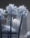 Palm Trees, Las Vegas Strip, Infrared
