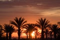 Palm trees during Las Vegas sunrise Royalty Free Stock Photo