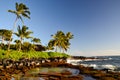 Palm trees at Lawai Beach - Poipu, Kauai, Hawaii, USA Royalty Free Stock Photo