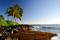 Palm trees at Lawai Beach - Poipu, Kauai, Hawaii, USA Royalty Free Stock Photo