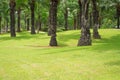 Palm trees and lawns in the evening. Royalty Free Stock Photo