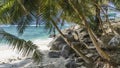 Palm trees lean over a secluded sandy beach. Royalty Free Stock Photo