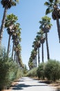 Palm Trees line walkway at a Napa Valley, California Winery Royalty Free Stock Photo