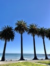 Beachside Bliss: Five Palm Trees by the Ocean\'s Edge Royalty Free Stock Photo
