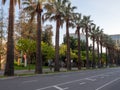 Palm trees lining a modern city street during sunset Royalty Free Stock Photo