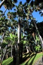 Palm trees at Loro Park