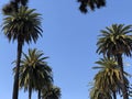 Palm trees in the Los Angeles area