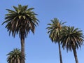 Palm trees in the Los Angeles area