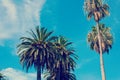 Palm trees in Los Angeles under a clear sky Royalty Free Stock Photo