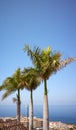 Palm trees in Los Gigantes resort town, Tenerife