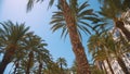 Palm Trees Low Angle Shot On A Bright Sunny Day Against The Clear Blue Sky Royalty Free Stock Photo