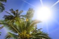 Palm trees, low angle view against blue sky. Royalty Free Stock Photo