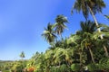 Palm trees, low angle view against blue sky. Royalty Free Stock Photo