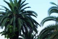 Palm trees with lush green leaves on a blue sky close-up. Royalty Free Stock Photo