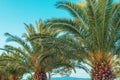 Palm trees with lush green leaves in summer, tropical seaside landscape