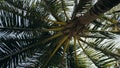 Palm trees with lush leaves waved by wind on tropical beach