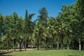 Palm trees and lush vegetation in a leafy garden in Madrid Royalty Free Stock Photo