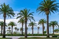 Palm trees in the main promenade of Salou Royalty Free Stock Photo